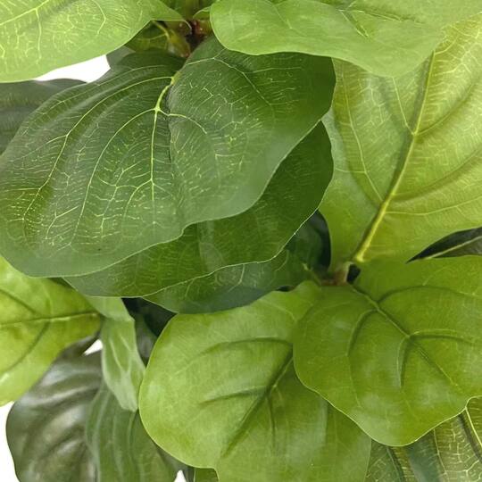 22" Potted Fiddle Leaf Fig Plant by Ashland®